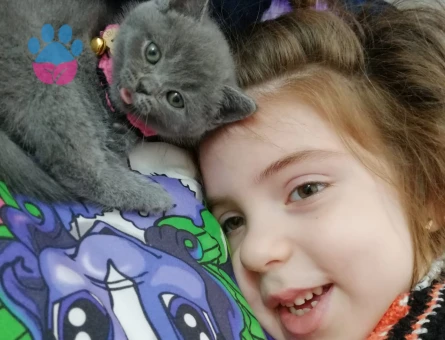 British Shorthair 14 Aylık Kızıma Eş Arıyorum