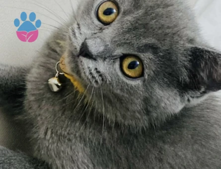 British Shorthair 14 Aylık Kızıma Eş Arıyorum