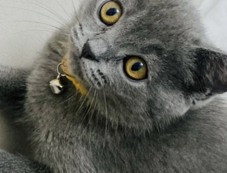 British Shorthair 14 Aylık Kızıma Eş Arıyorum - 118963764