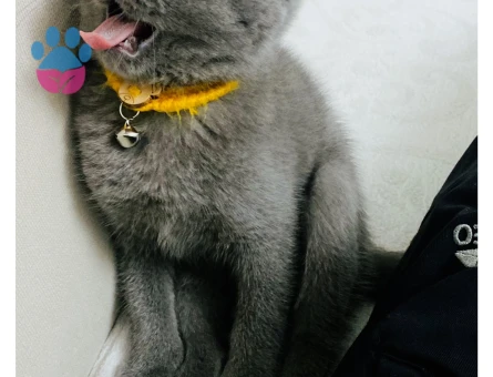British Shorthair 14 Aylık Kızıma Eş Arıyorum