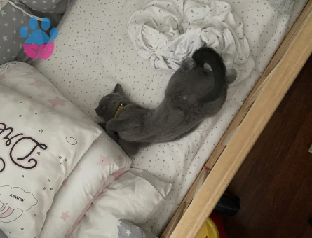 British Shorthair 14 Aylık Kızıma Eş Arıyorum