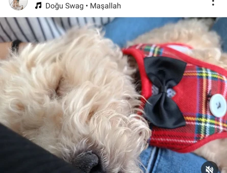 Toy Poodle Karşıyakalı Oscar'a Eş Arıyoruz - 118963767