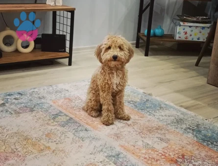 Toy Poodle Karşıyakalı Oscar'a Eş Arıyoruz