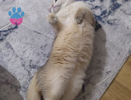 British Oğluma eş arıyorum