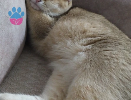 British Oğluma eş arıyorum