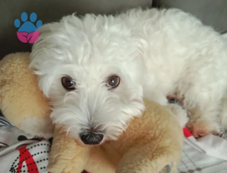 Oğlumuz Leoya eş arıyoruz