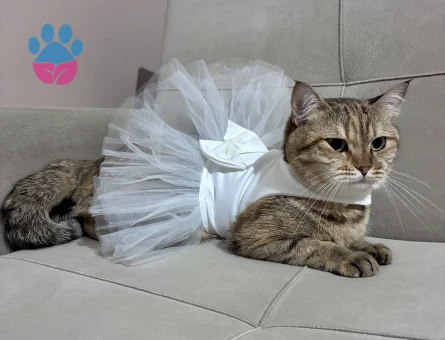 Balıma erkek eş arıyoruz