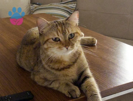 Balıma erkek eş arıyoruz