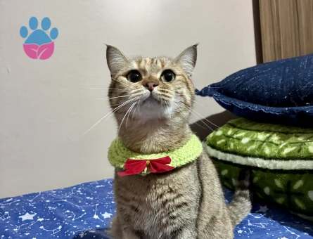 Balıma erkek eş arıyoruz