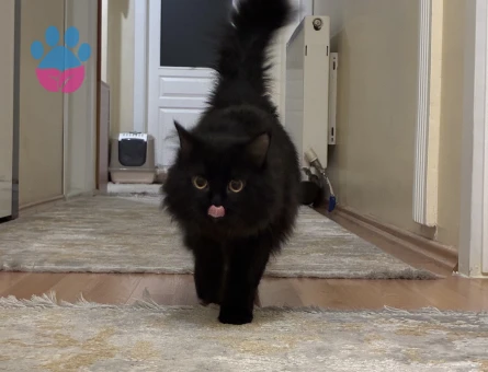 Gecelerin maskeli belası osimhen eş arıyor