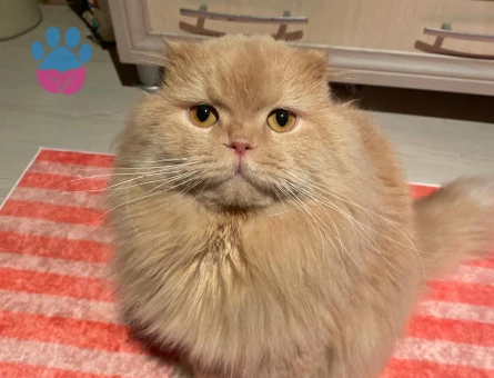 Dişi  british kedi arıyorum