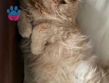 Dişi  british kedi arıyorum