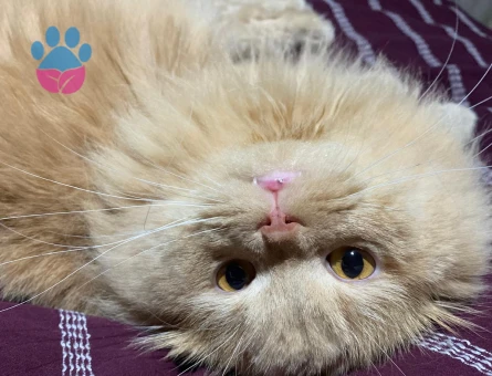 Dişi  british kedi arıyorum