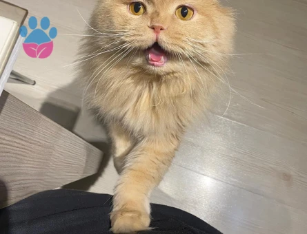 Dişi  british kedi arıyorum