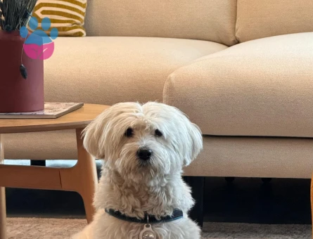 Maltese terrier oğluma eş arıyorum