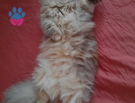 Chinchilla Dişi Kedi İçin Çiftleşme İlanı