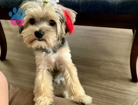 Yorkshire Terrier 2 Yaşında Eş Arıyoruz