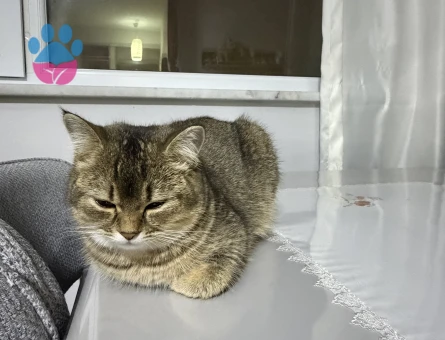 British Shorthair Kedim Eş arıyor