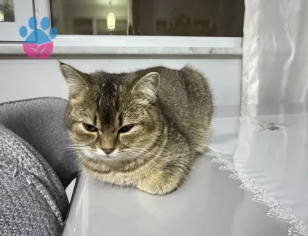 British Shorthair Kedim Eş arıyor