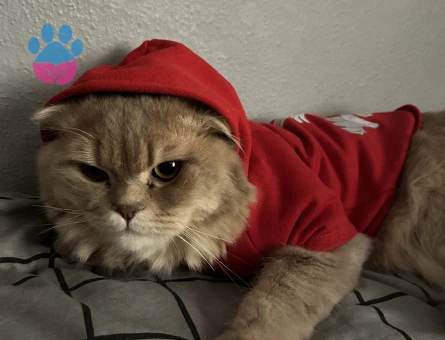 Scottish Straight Kedime Eş arıyorum