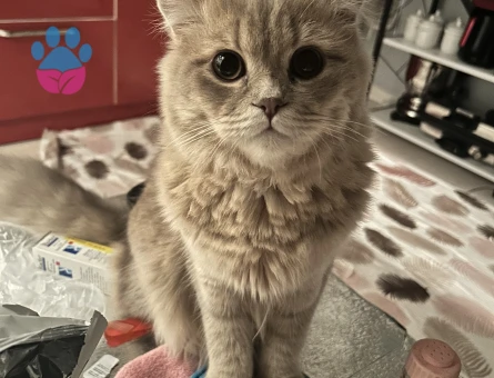 Scottish Straight Kedime Eş arıyorum