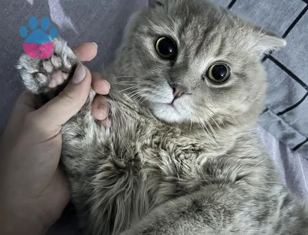 Scottish Straight Kedime Eş arıyorum