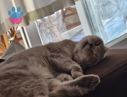 Scottish fold Kızım Eş Arıyor