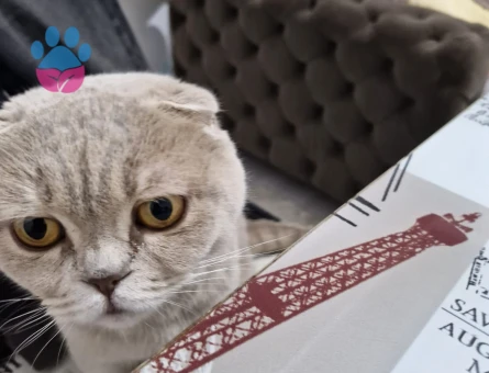 Scottish fold Kızım Eş Arıyor