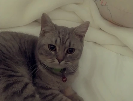 British Shorthair 1 Yaşında EŞ Arıyor - 118966404