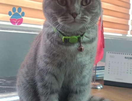 British Shorthair 1 Yaşında EŞ Arıyor