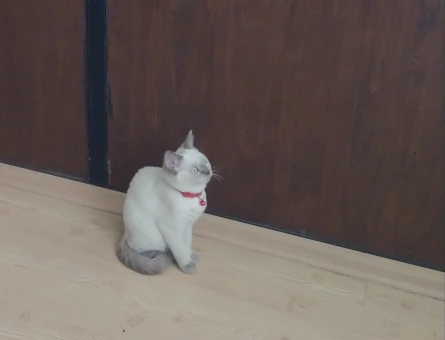 British shorthair 1 yaşında Kızıma eş ariyorum - 118966408