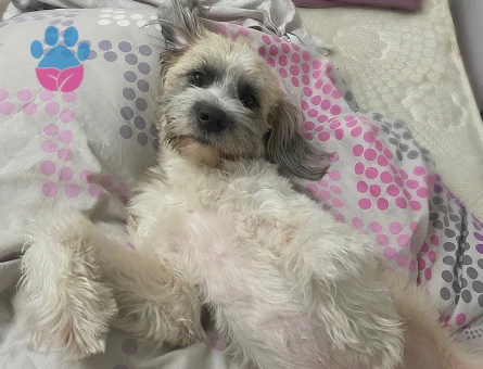 Maltese Terrier 1 Yaşında Eş Arıyor