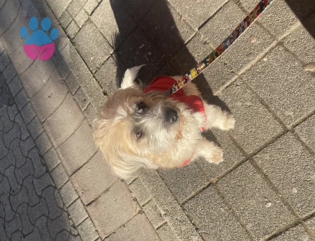 Maltese Terrier 1 Yaşında Eş Arıyor