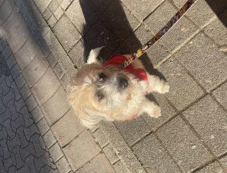 Maltese Terrier 1 Yaşında Eş Arıyor - 118966421