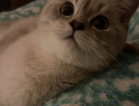 British Shorthair Erkek Kedime Eş Arıyorum - 118966423
