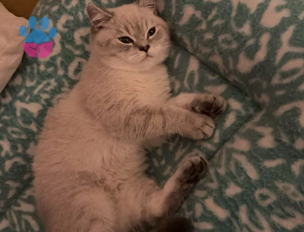 British Shorthair Erkek Kedime Eş Arıyorum