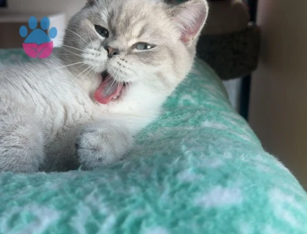 British Shorthair Erkek Kedime Eş Arıyorum