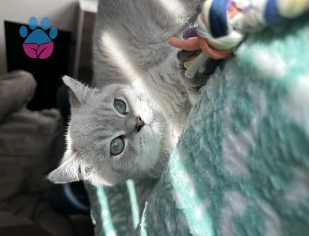 British Shorthair Erkek Kedime Eş Arıyorum