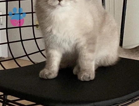 British Shorthair Erkek Kedime Eş Arıyorum