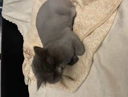 British longhair Kızımıza çiftleşecek aday arıyoruz - 118966425