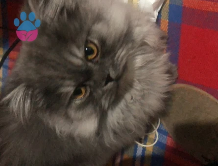 İran Kedisi Oğluma Eş Arıyorum