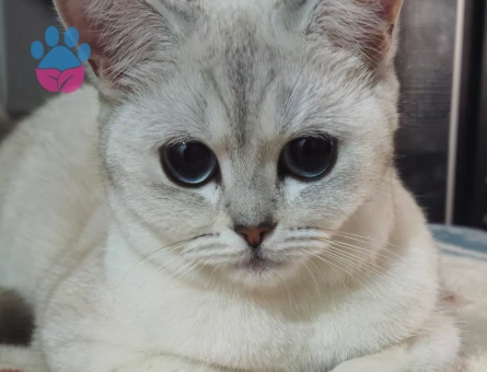 British Shorthair 1 Yaşında Kızgınlıkta