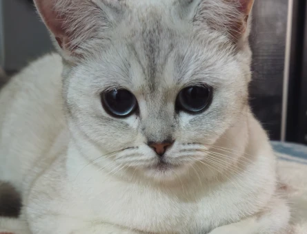 British Shorthair 1 Yaşında Kızgınlıkta - 118966442