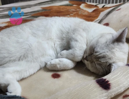 British Shorthair 1 Yaşında Kızgınlıkta