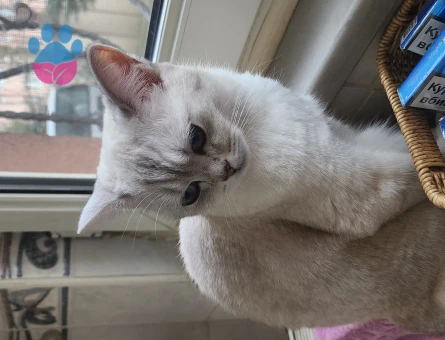 British Shorthair 1 Yaşında Kızgınlıkta
