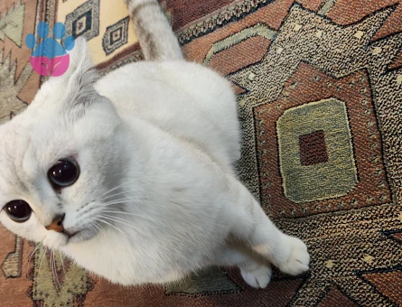 British Shorthair 1 Yaşında Kızgınlıkta