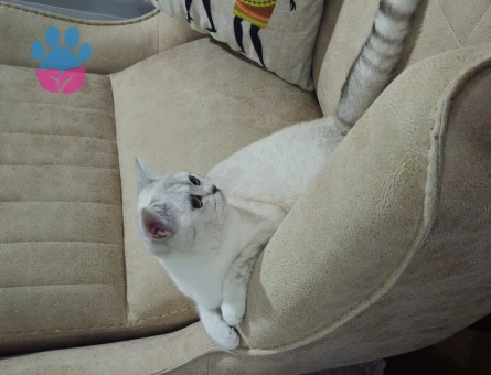 British Shorthair 1 Yaşında Kızgınlıkta