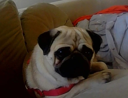 PUG 1.5 YASINDA ERKEK ALİAĞA - 118976398