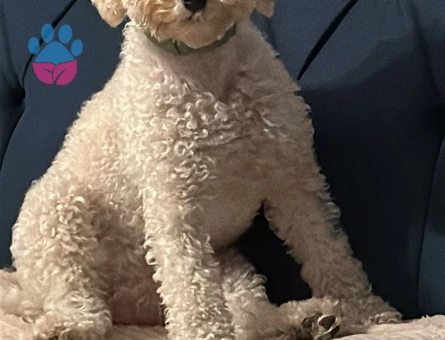 Oğlum Leo'ya eş arıyorum.