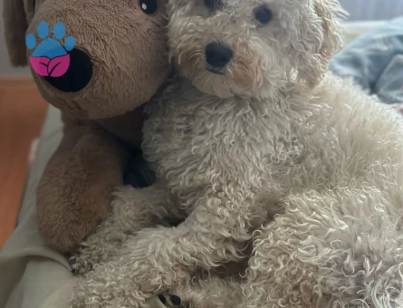 Oğlum Leo'ya eş arıyorum.